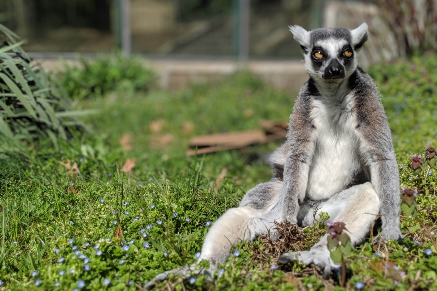 Ring-tailed lemur Birch suns himself in the grass on Lemur Island. 