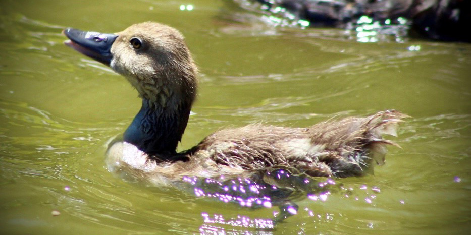 A redhead duck hatched at the Bird House in May 2020