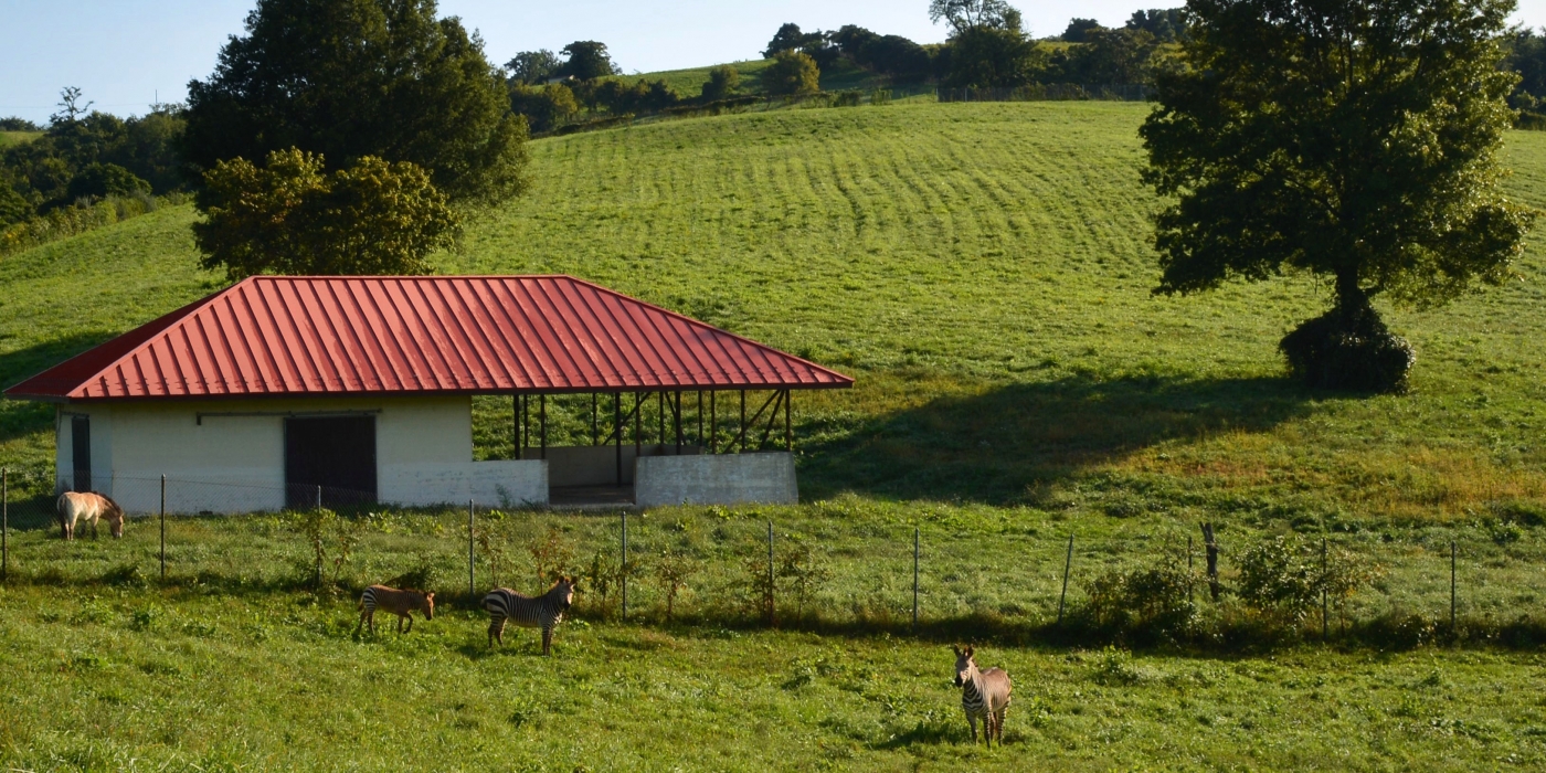 Hartmann's mountain zebra herd and their next-pasture neighbor, Boomer the Przewalski's horse.