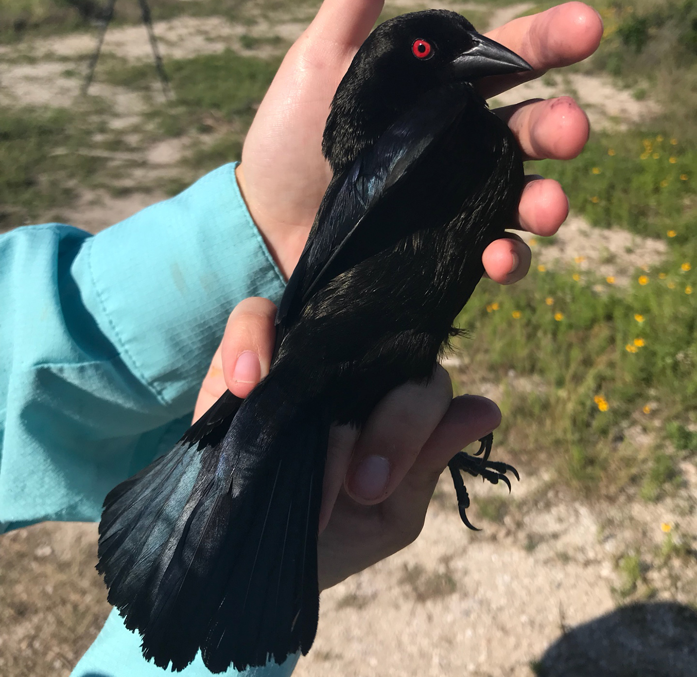 A researcher holds a large bird, called a bronzed cowbird, with black feathers and a red eye.