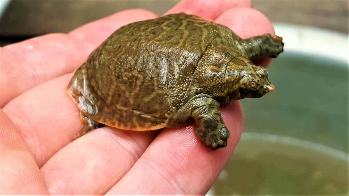 Burmese narrow-headed soft shell turtle hatchling. 