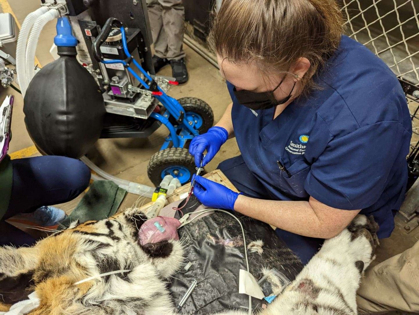 An Amur tiger undergoes an exam under anesthesia at the Great Cats exhibit. Jayne Hutcheson draws blood from the tiger’s sublingual vein.