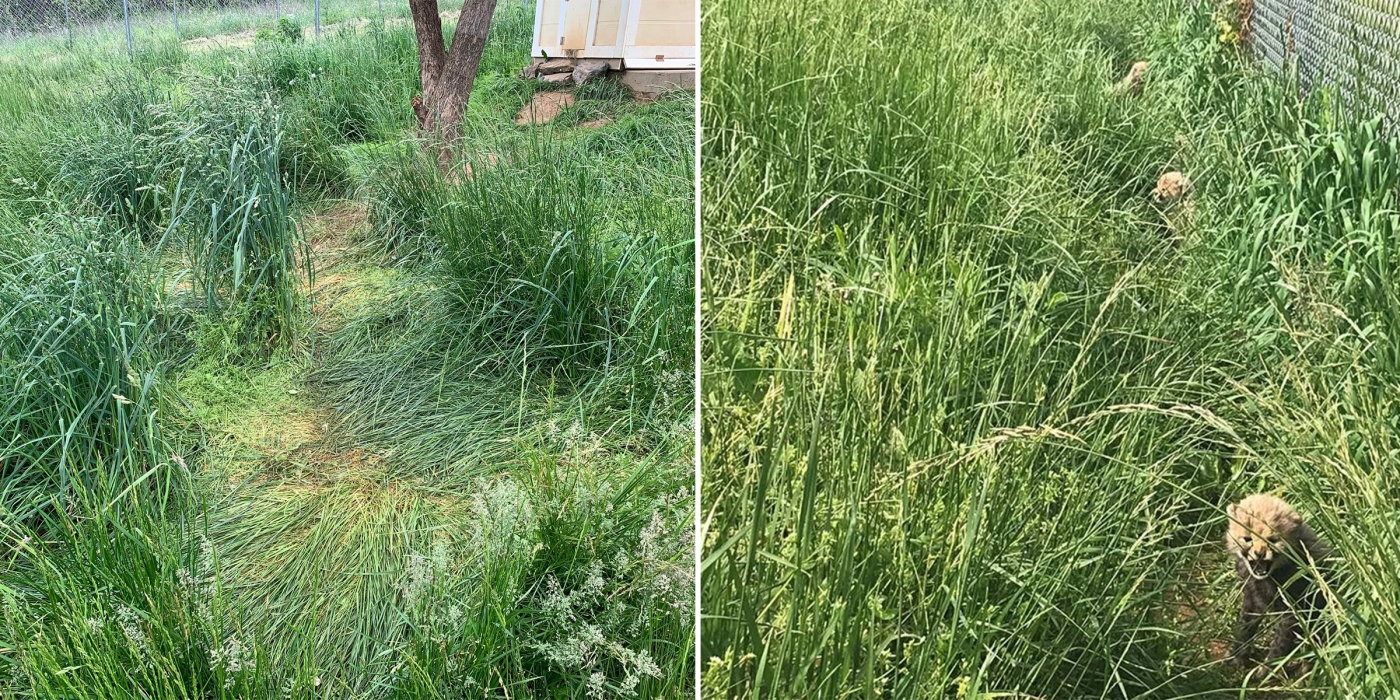 Cheetah Cubs at SCBI hiding in the grass