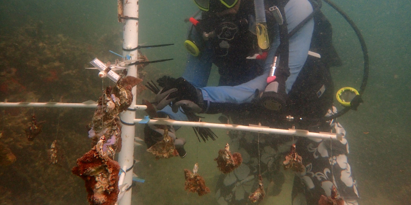 SCBI scientist Mike Henley checks out the brown rice coral and blue rice coral on the coral nursery tree. 