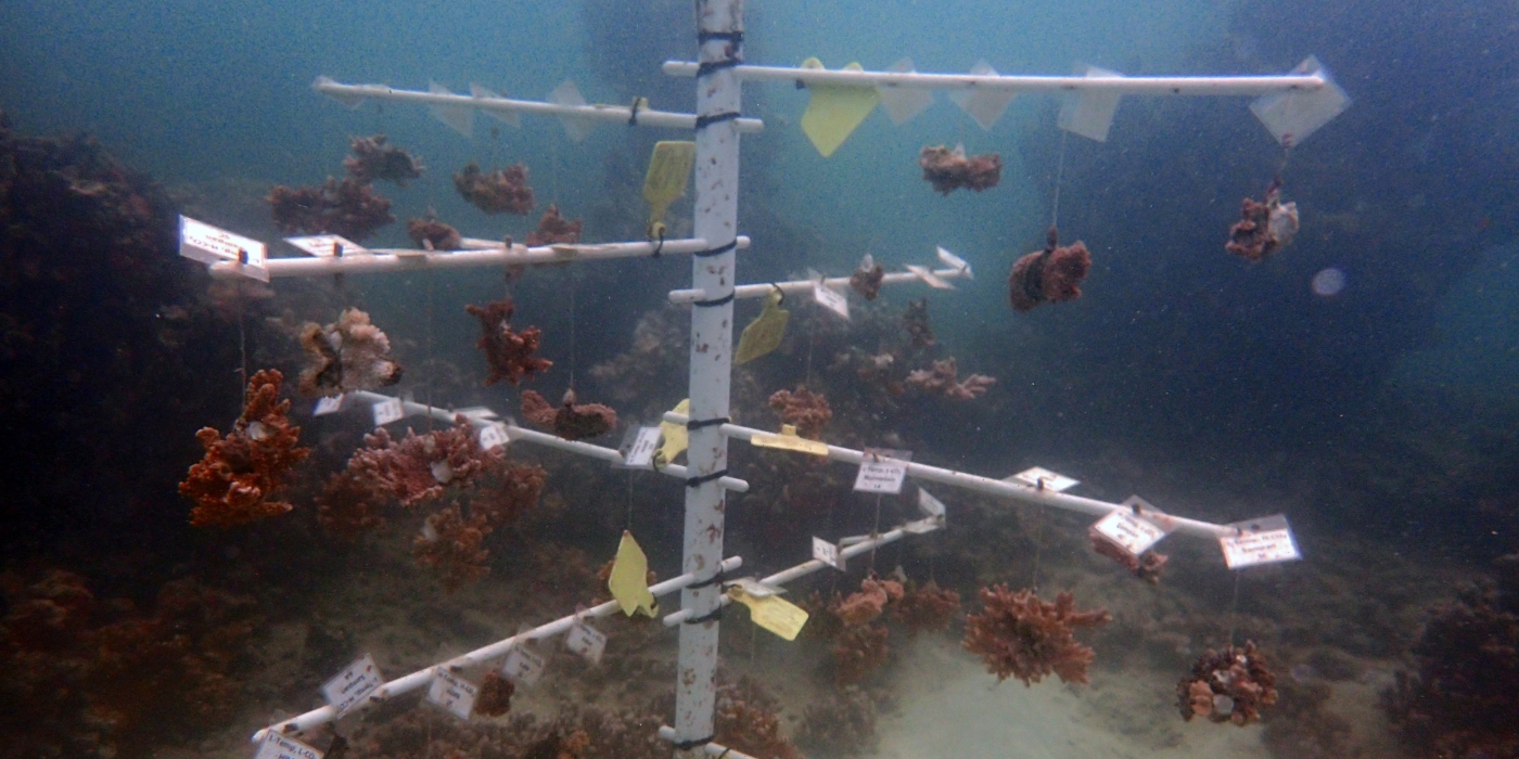 A coral tree holds brown rice coral and blue rice coral in Kanahoe Bay. 