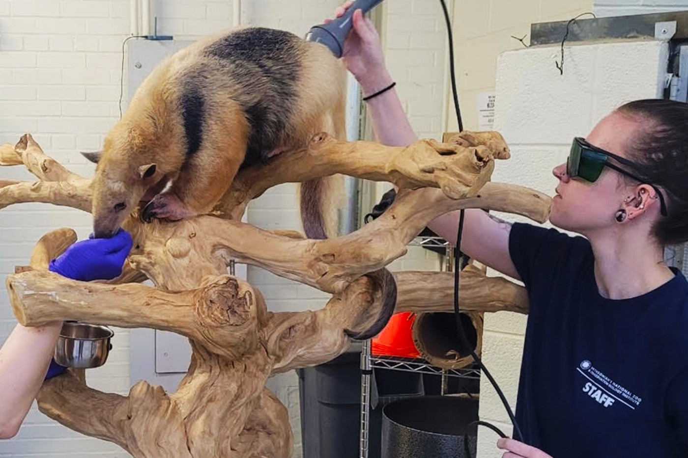 Alana Frum conducts photobiomodulation therapy treatment on a tamandua at the Small Mammal House. 