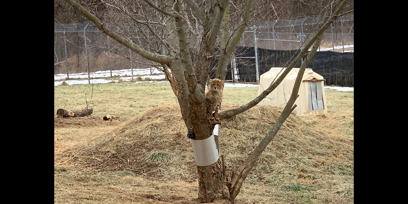 A 18-month-old cheetah cub sits in a tree in their yard. The cubs appears to be on the second lowest branch, just above a silver wrap around the trunk. Behind the tree is an artificial mound and a small house-looking structure which is a den.