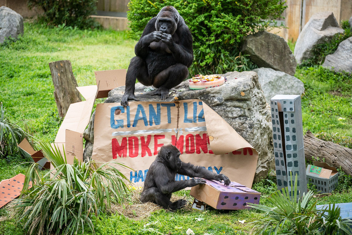 Gorillas Calaya (top) and Moke (bottom) enjoy some birthday treats, including a fruitsicle cake!