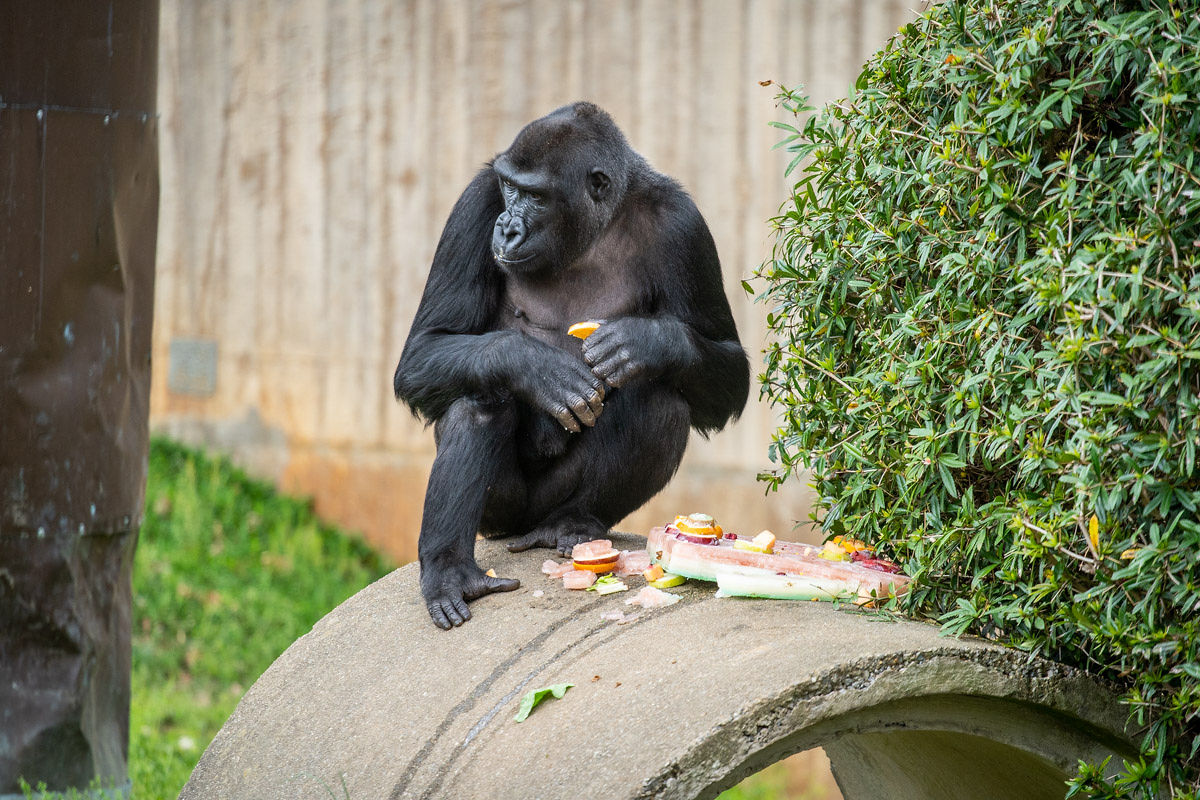 Western lowland gorilla Kibibi sits atop a cylinder in the Great Ape House outdoor yard. 