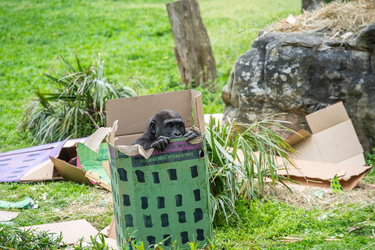 Western lowland gorilla Moke hides in an enrichment box painted to look like a building. 