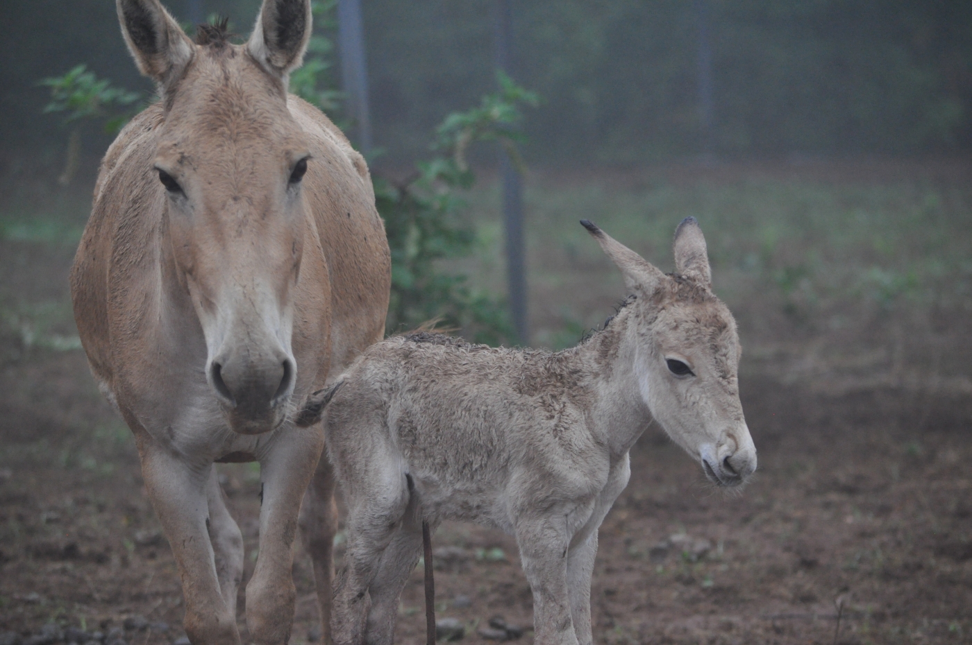 A Persian onager foal (R) stands next to its mother (L) at the Smithsonian Conservation Biology Institute. 