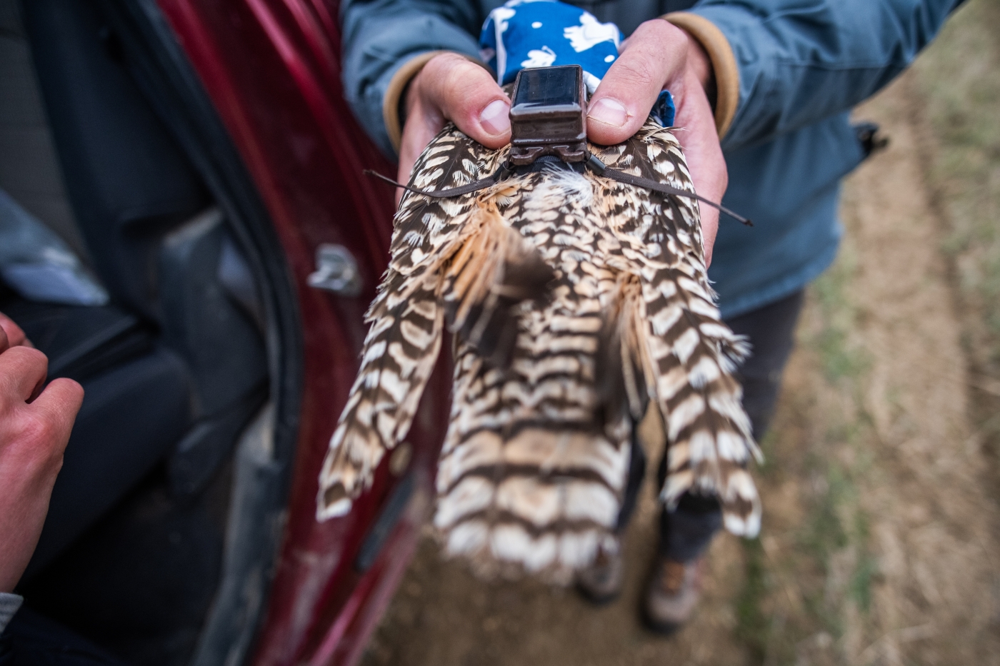 A close-up of a long-billed curlew (a species of shorebird) that has been fitted with a small harness and GPS "backpack." A small piece of cloth covers the bird's head to help keep it calm until researchers release it back into its habitat.