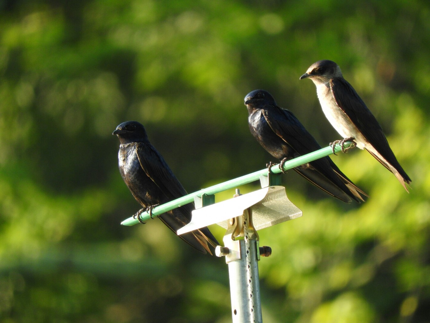 Three purple martin birds perched together