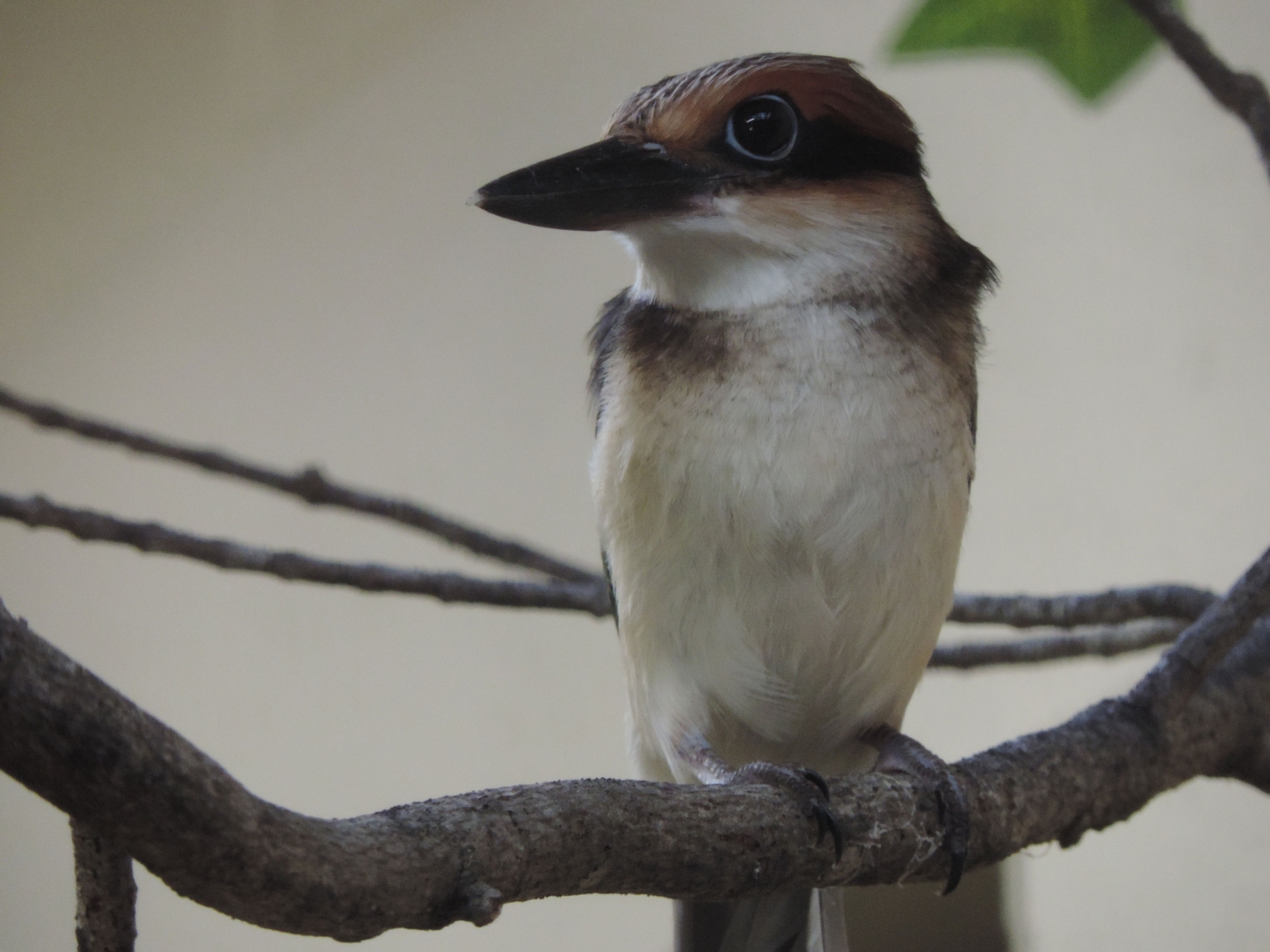 A female Guam kingfisher perched on a branch. She is a small bird with a large bill and big, round eyes.