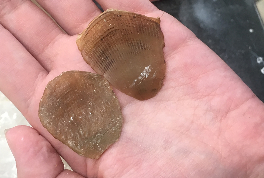 Pangolin scale repilicas in a student's hand