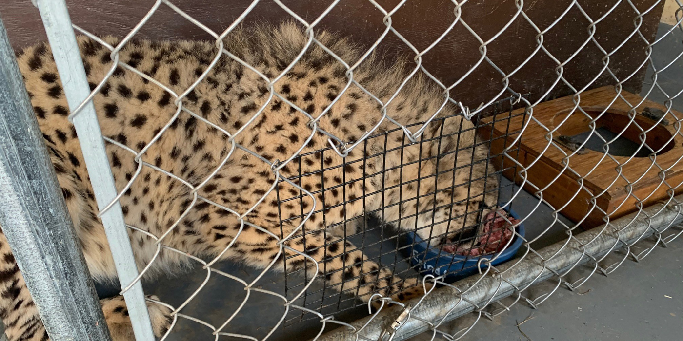 Cheetah Cub, Erindi, eats from a bowl in an indoor area.