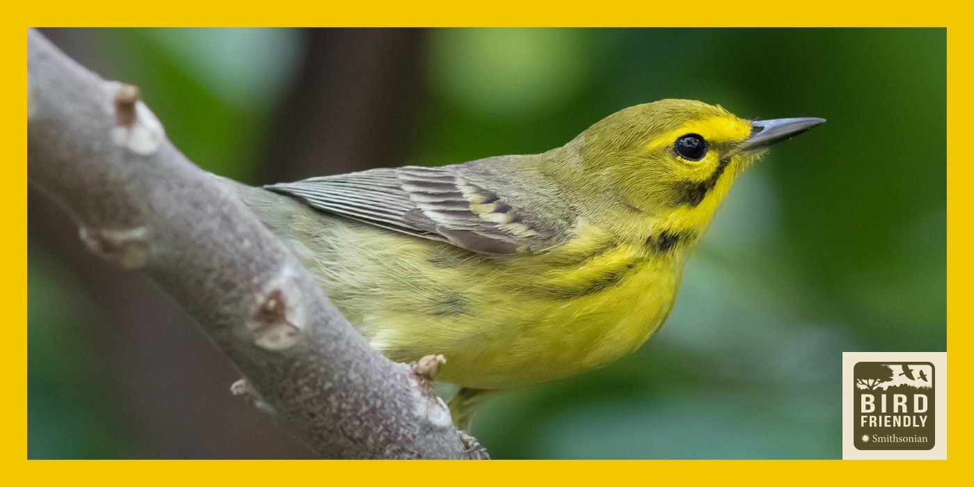 A yellow and gray bird perched on a tree branch. The image is surrounded by a yellow border with the Bird Friendly Coffee logo in the bottom, right-hand corner