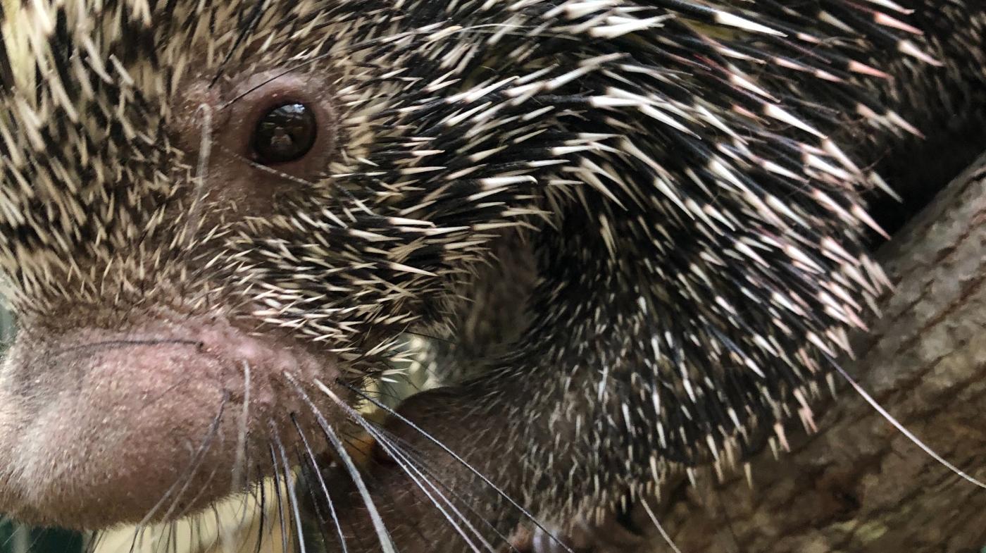 Prehensile-tailed porcupine Quilbur at the Small Mammal House.