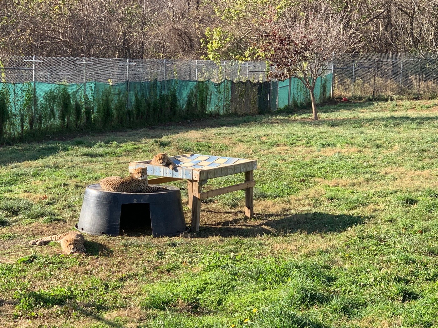 Three of Cheetah Echo's cubs sit in their yard on some "furniture", including a new firehose bed.