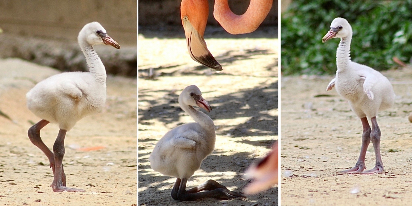 Flamingo chicks at the Bird House, 2020