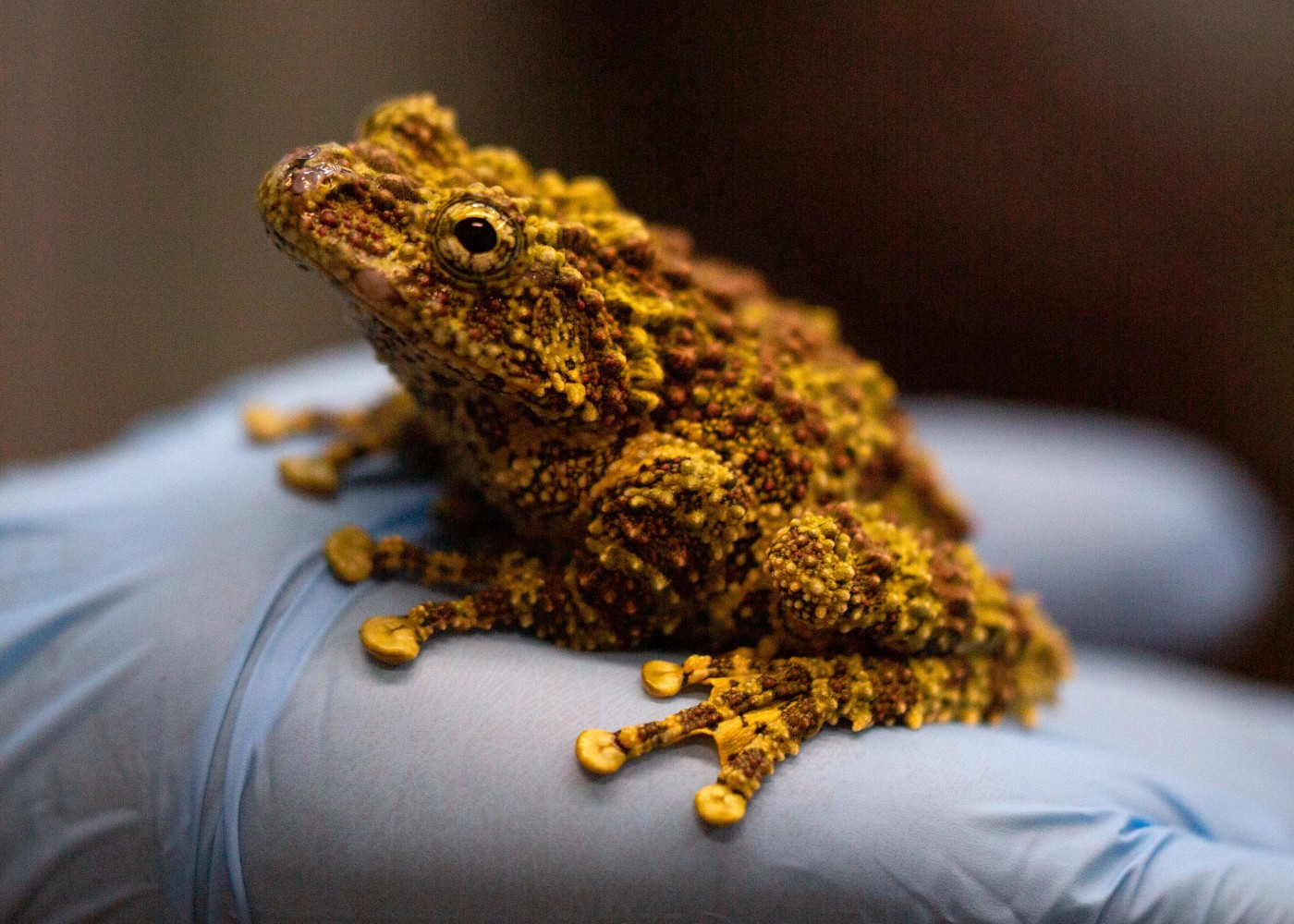 Vietnamese mossy frog in a gloved hand