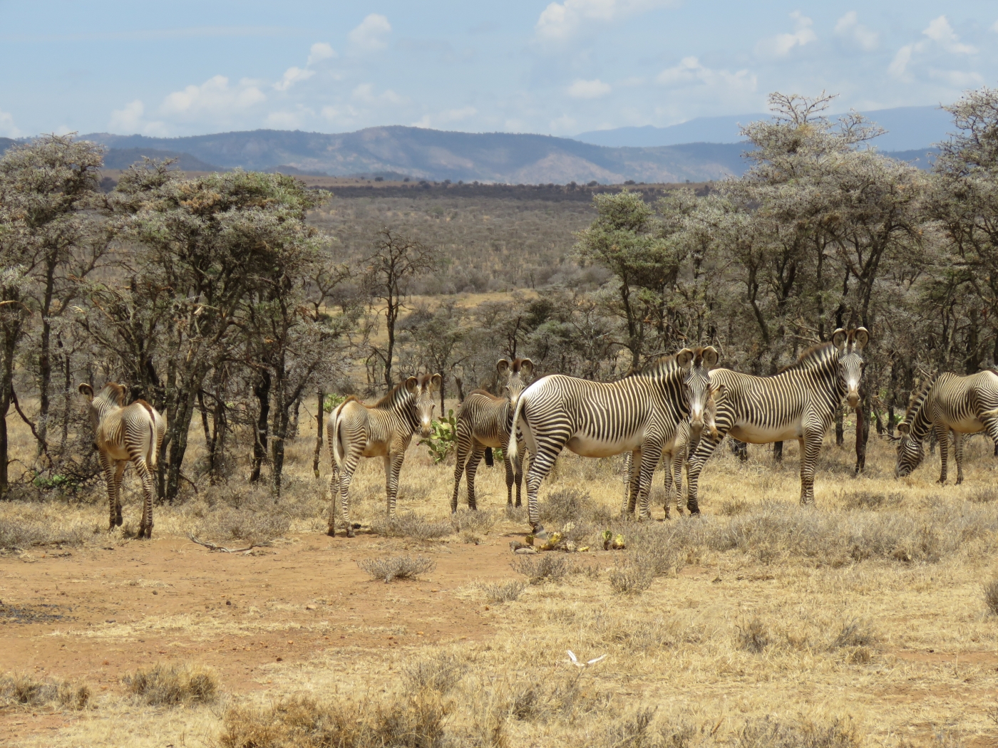 A herd of zebra standing in a grove of trees in Laikipia, Kenya