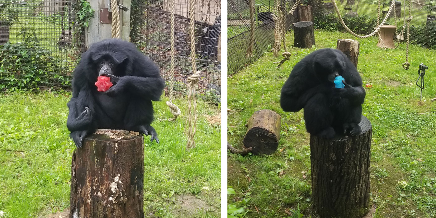 Two gibbons with thick black fur sit on top of separate tree trunks eating special red and blue ice treats for International Family Equality Day at the Zoo