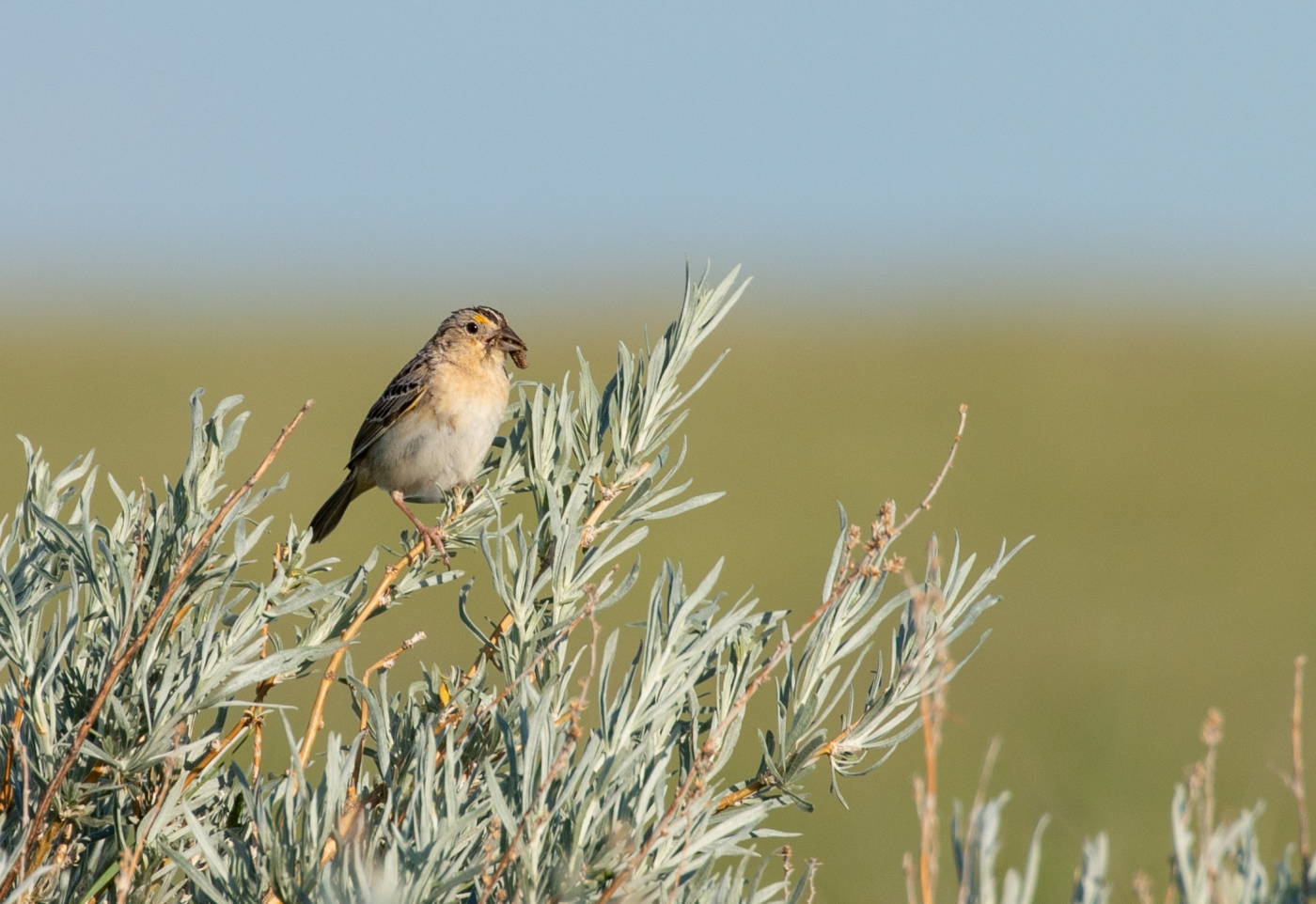 A small bird, called a grasshopper sparrow, perched on a thin branch of a leafy bush with a piece of food in its beak