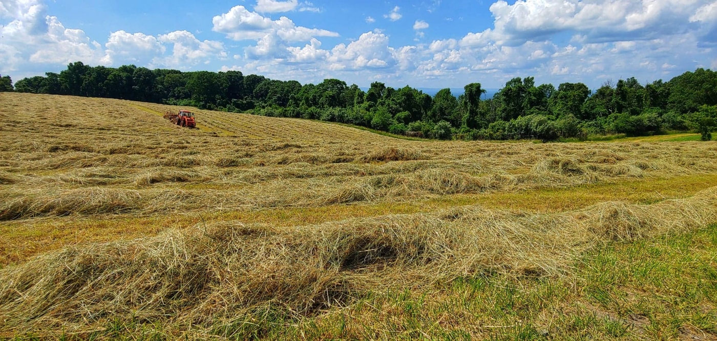 Hay field in Virginia. 