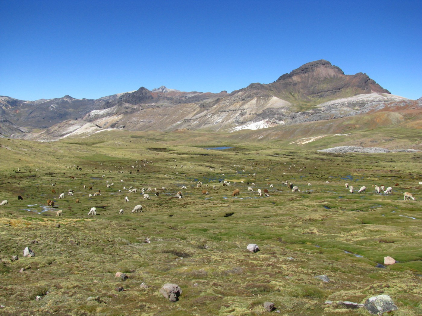 Livestock graze on grasses under a clear sky in an Andean wetland, called a bofedal. Mountains can be seen in the background