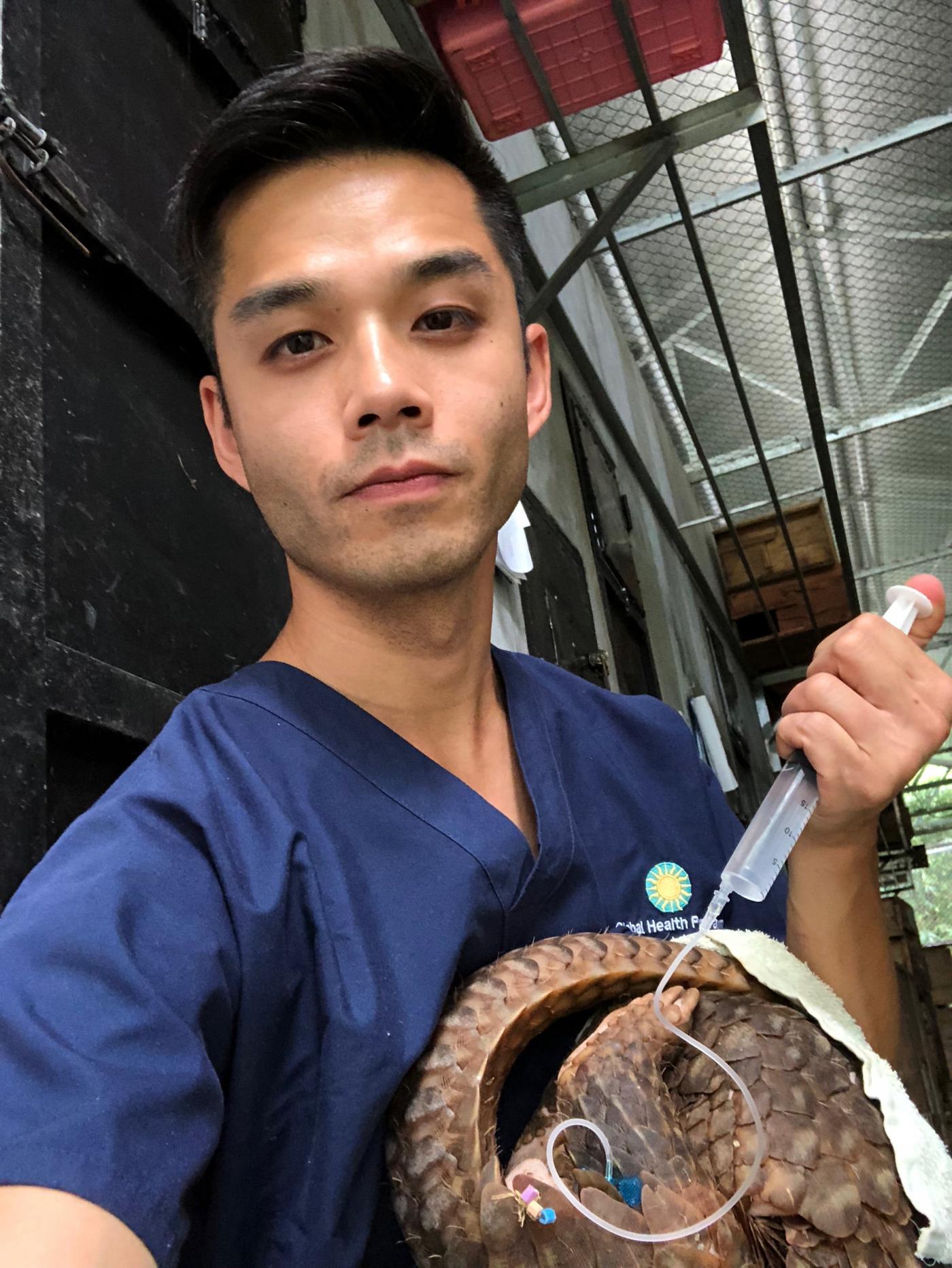 Dr. Marc Valitutto administers fluids to a pangolin with dehydration. 