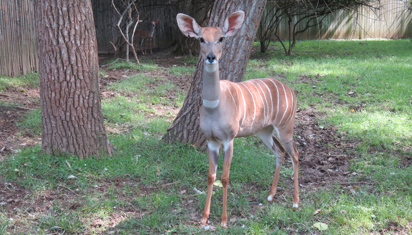 Female lesser kudu, Gal, stands in the kudu yard. The yard is grassy and she is standing in front of two trees.