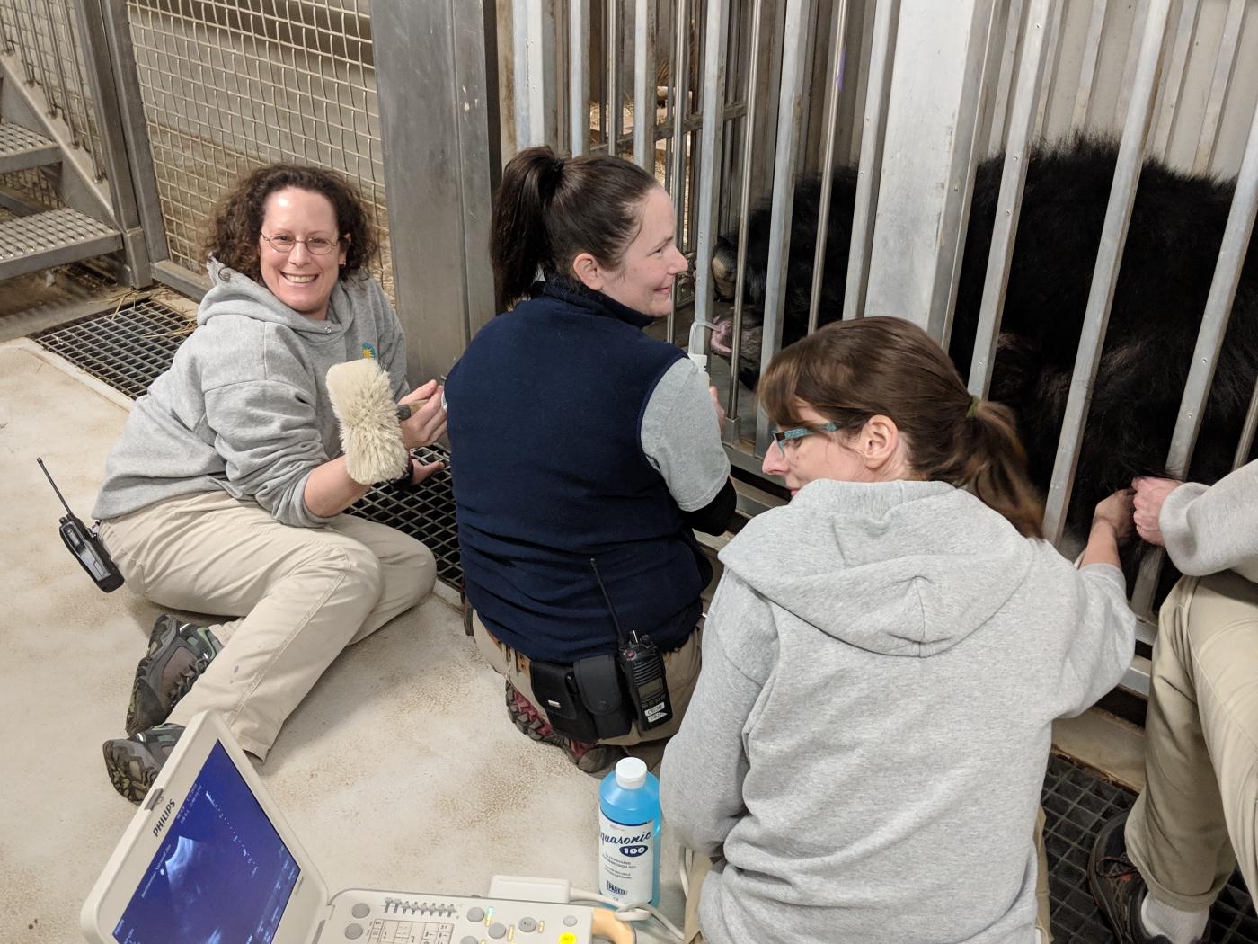 Sloth bear Remi lays on her side for an ultrasound. 