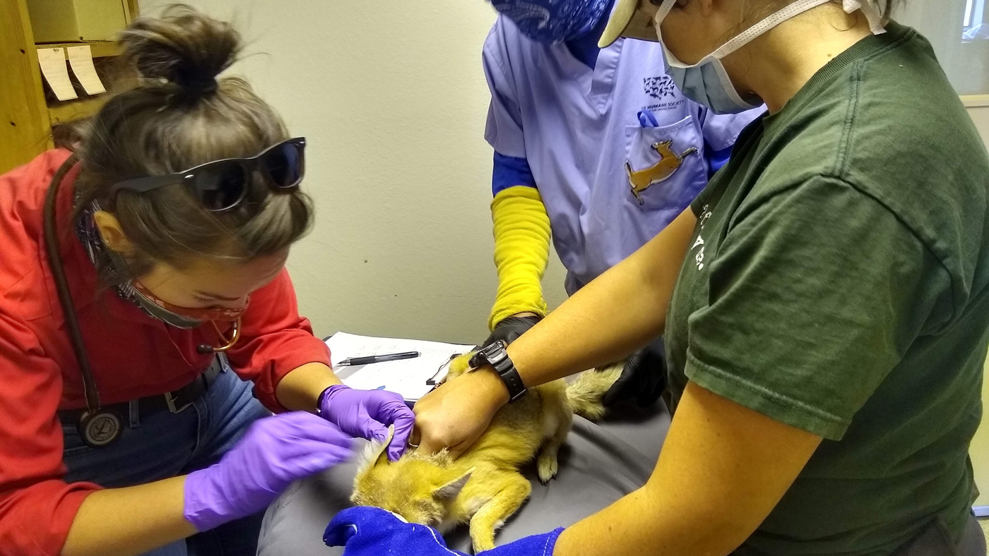 Wildlife handler Jessica Alexander (right) gently restrains a female swift fox while Peach VanWick (left), wildlife veterinarian and manager of Sybille Research Station, examines the fox.