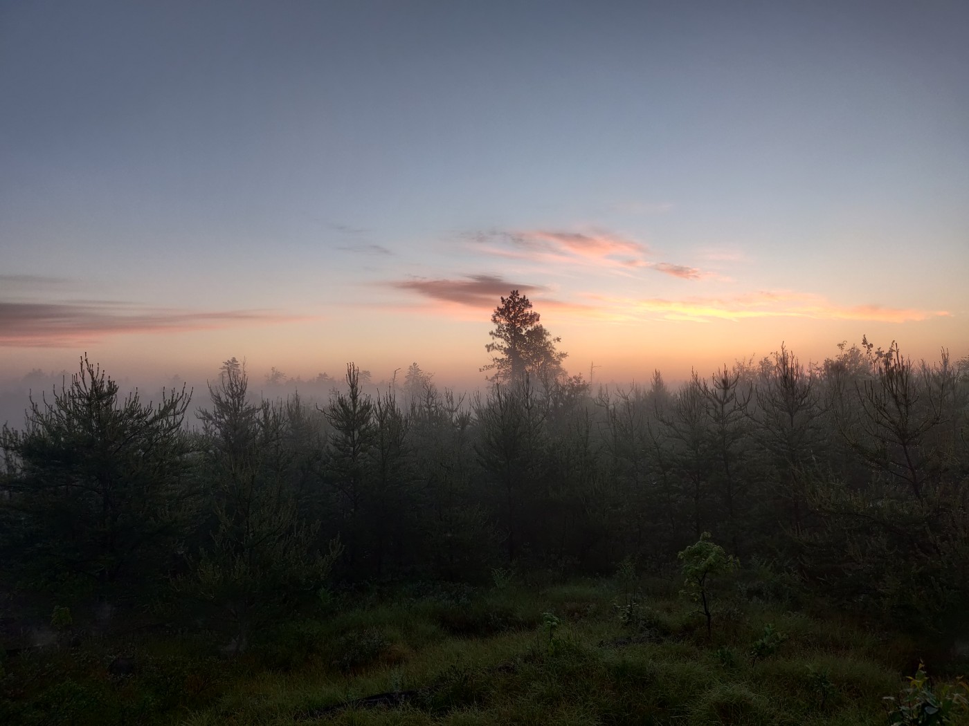 The sun rising over a jack pine forest in Michigan