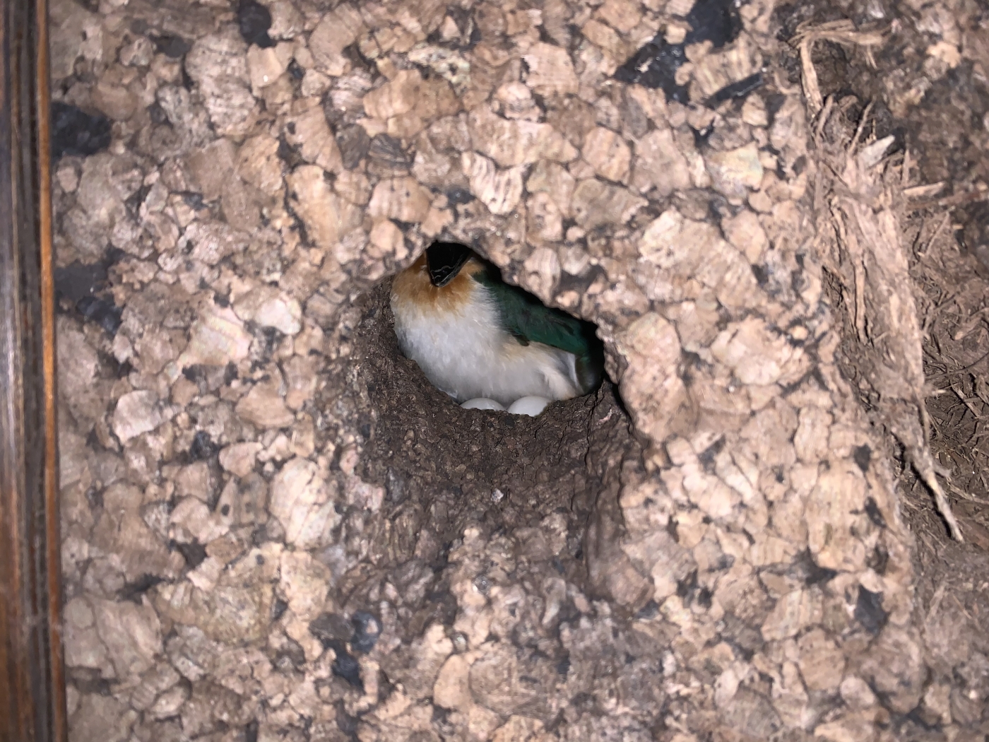 A female Guam kingfisher can be seen incubating two eggs inside a small nest cavity excavated in a cork nest box