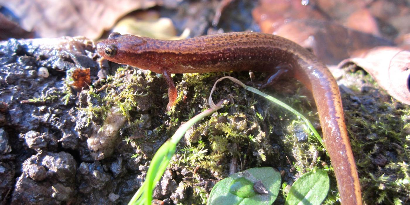 Salamander