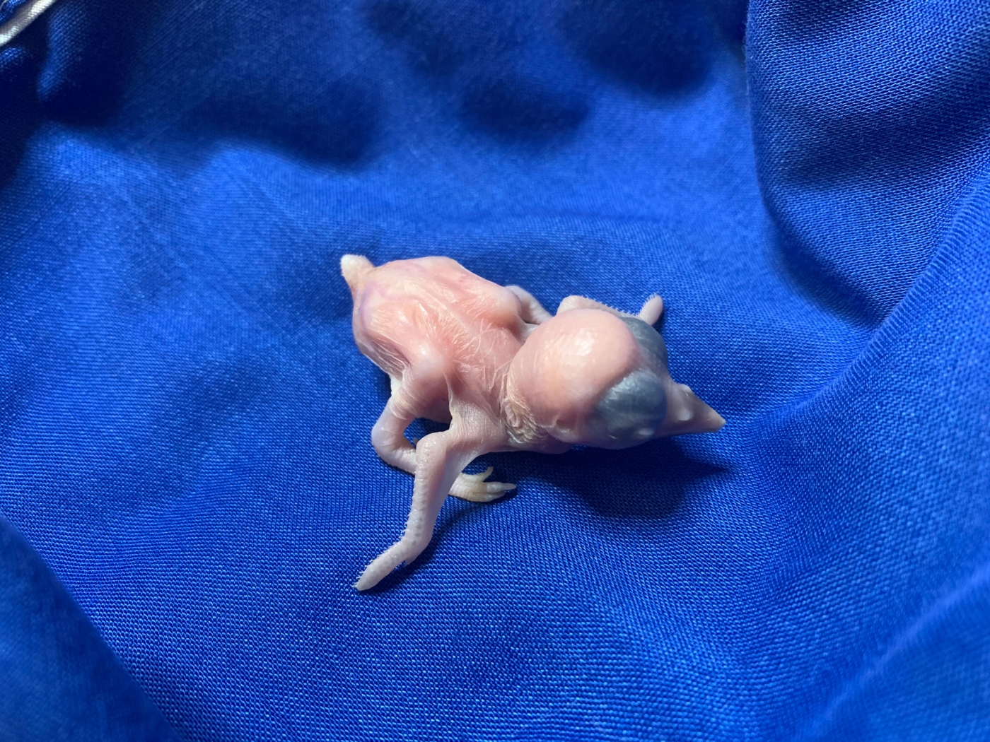 A 3-day-old Guam kingfisher chick. the featherless baby bird rests on a blue cloth.