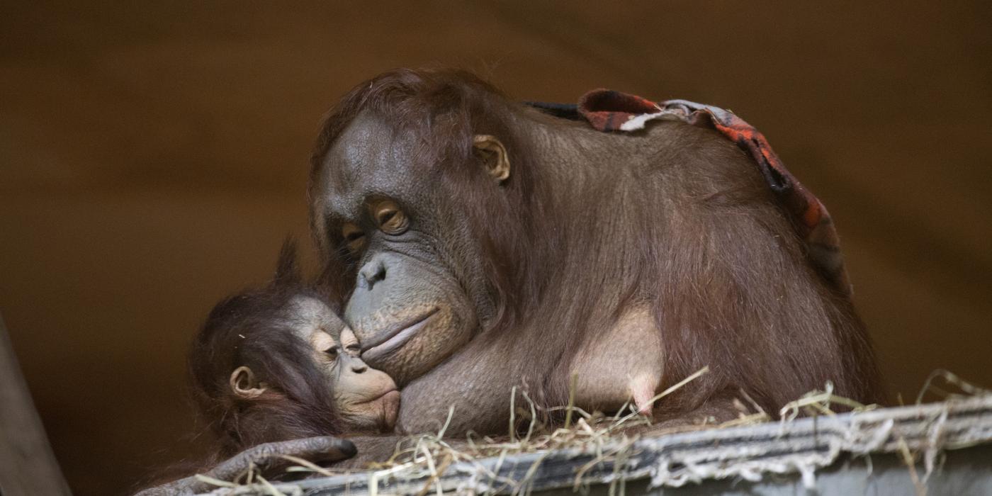 Bornean orangtuans Batang and Redd in Think Tank. 