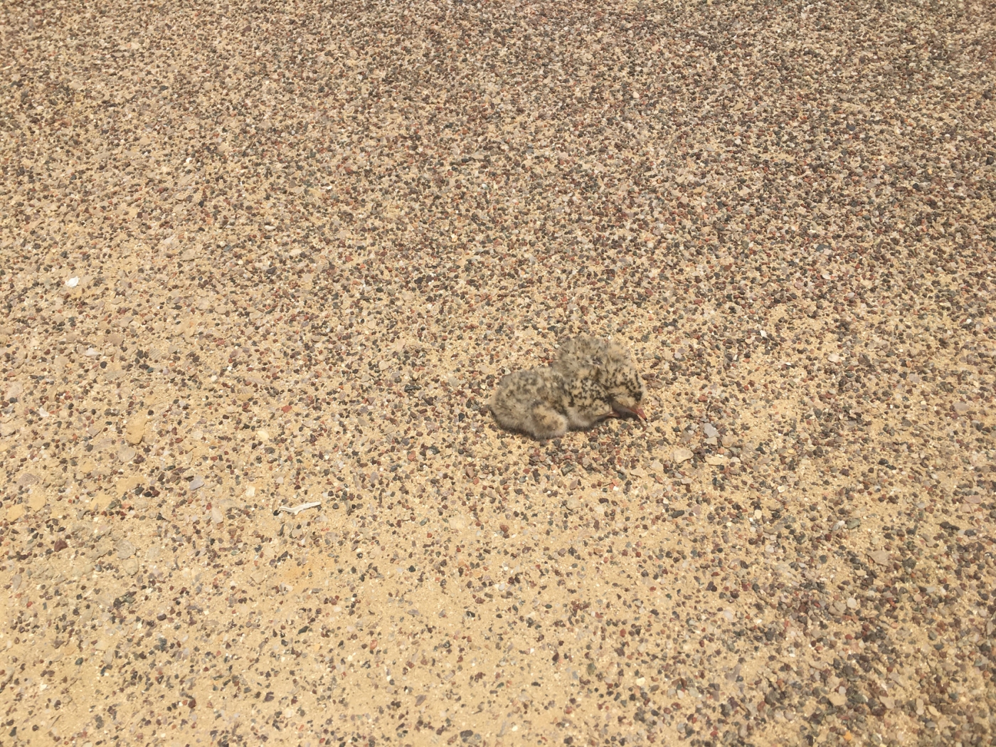 Two Peruvian tern chicks rest in a shallow nest in the desert of Peru's Paracas National Park. The young birds' feathers match the color and pattern of the ground, providing them with camouflage.