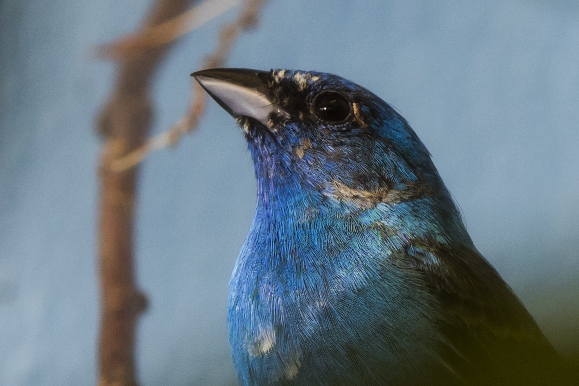 a small bird with a branch behind it