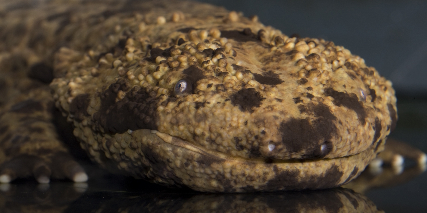 Japanese giant salamander