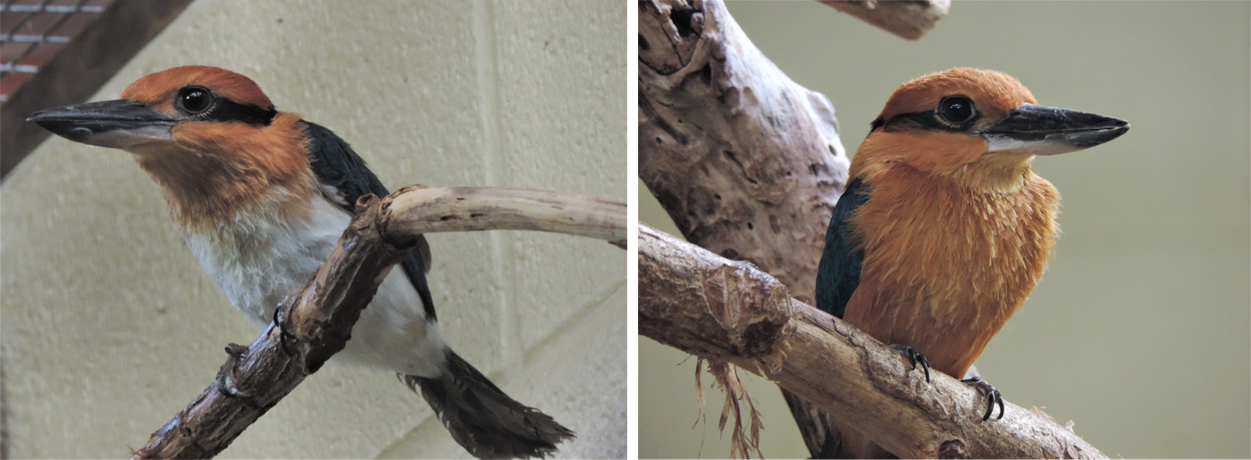 Female Guam kingfisher Kahaya (left) and male Guam kingfisher Fuetsa (right).