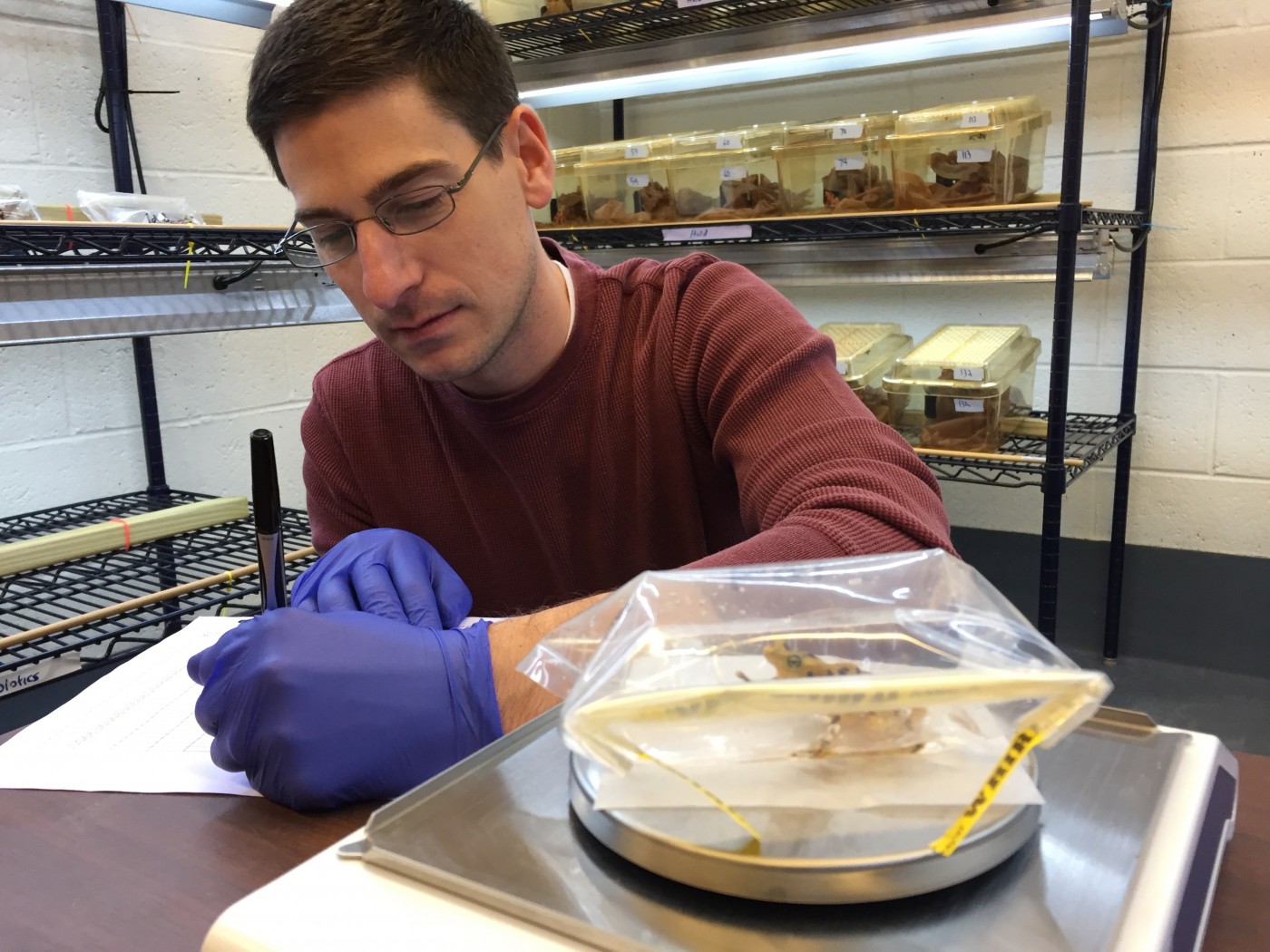 Dr. Matthew Becker weighs a Panamanian golden frog.