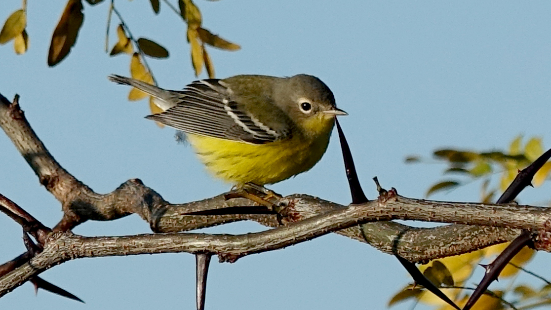 a small bird perched on a branch with sharp thorns and small leaves