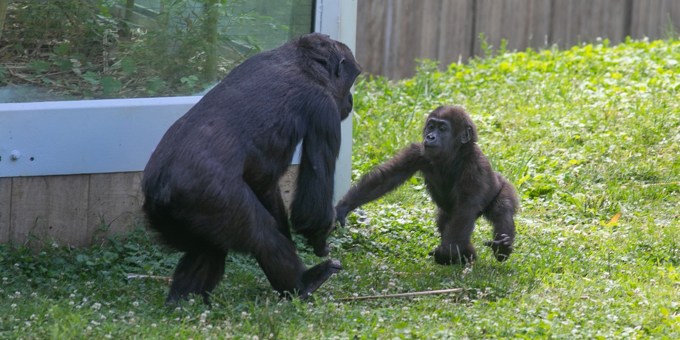 Western lowland gorillas Kibibi and Moke in their grassy, outdoor yard at the Smithsonian's National Zoo