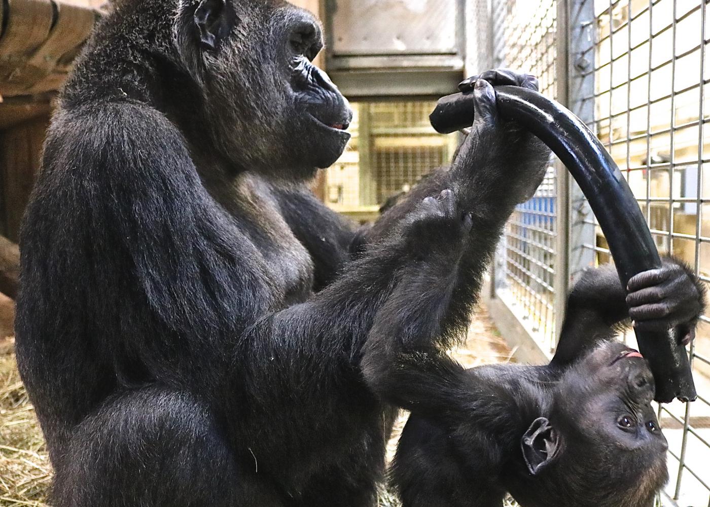 Gorilla Moke and Mom Calaya with Enrichment Hose