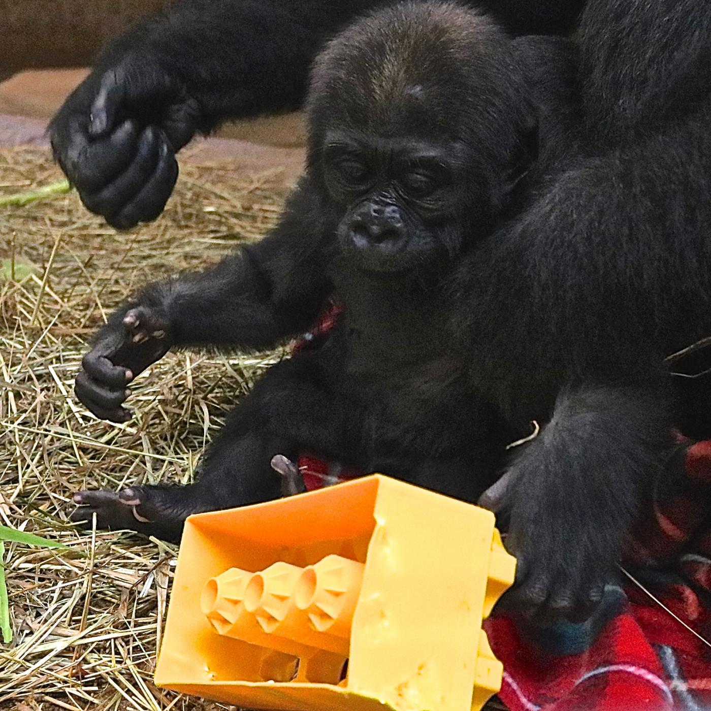 Moke plays with a LEGO block