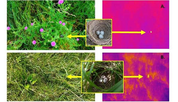 Thermal detection of bird nests