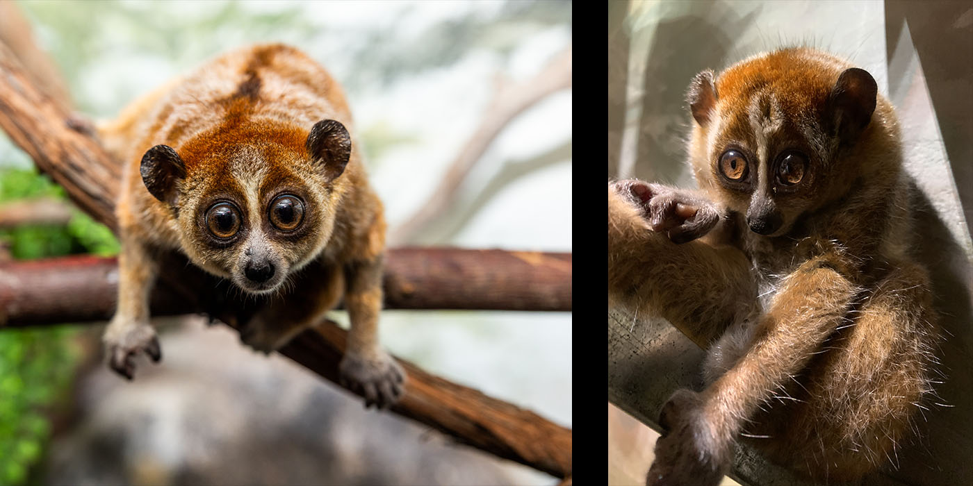 Two images are put together. The image on the left is of a male pygmy slow loris leading forward off two criss-cross branches. The image on the right is a female pygmy slow loris, who appears to be sitting on a branch.